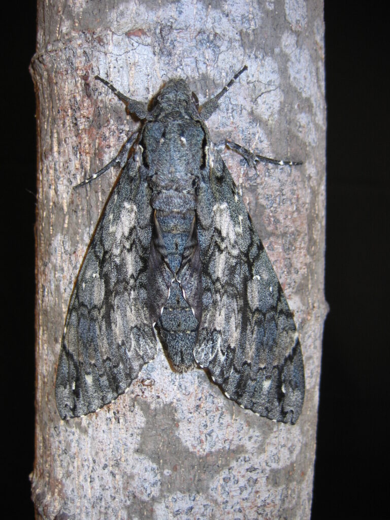 Cocytius antaeus (Sphingidae)