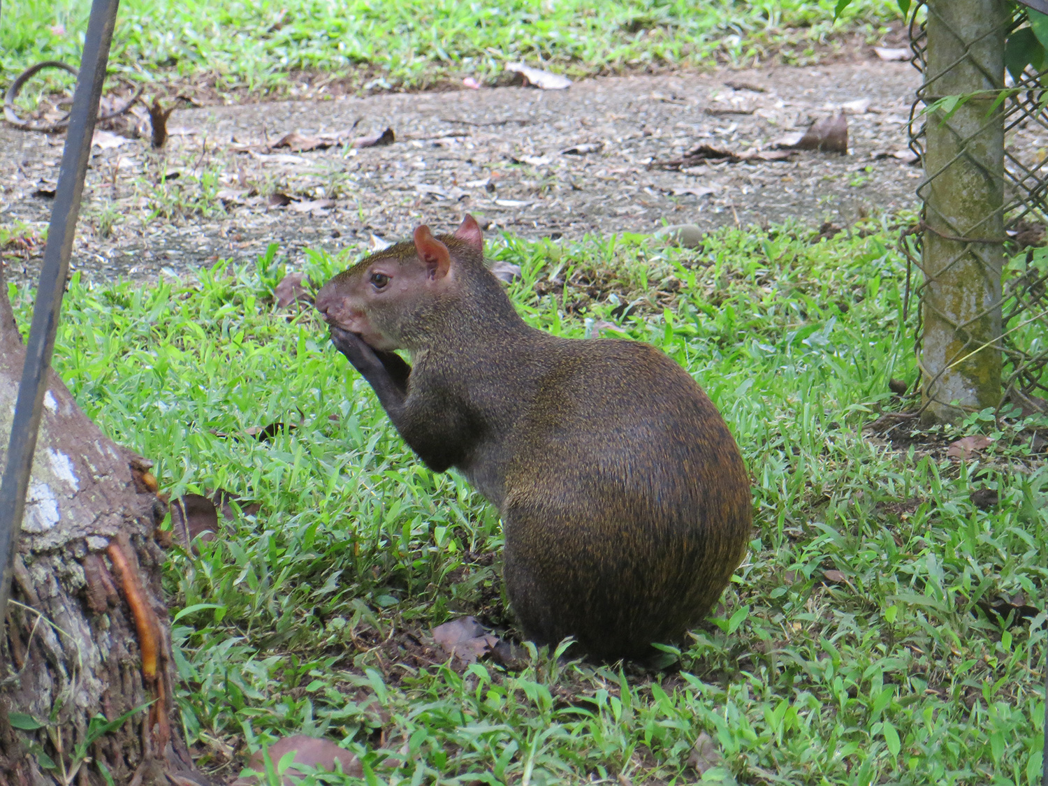 El Ñeque: “Ingeniero Forestal” de la cuenca del Canal - El Faro | Canal ...