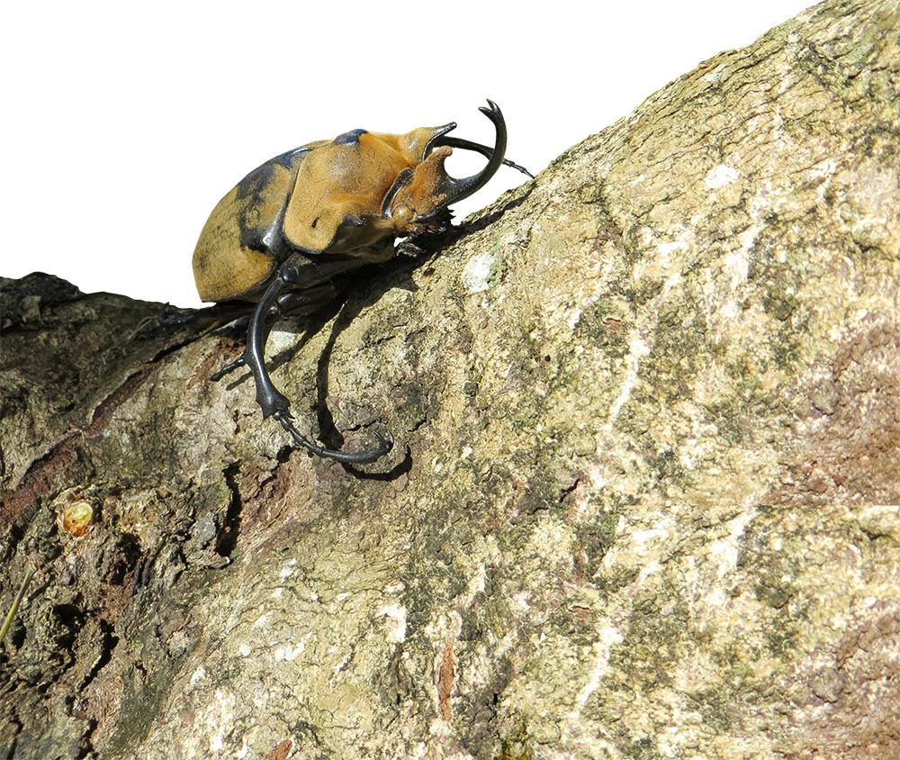 Megasoma elephas - Canal de Panamá - El Faro