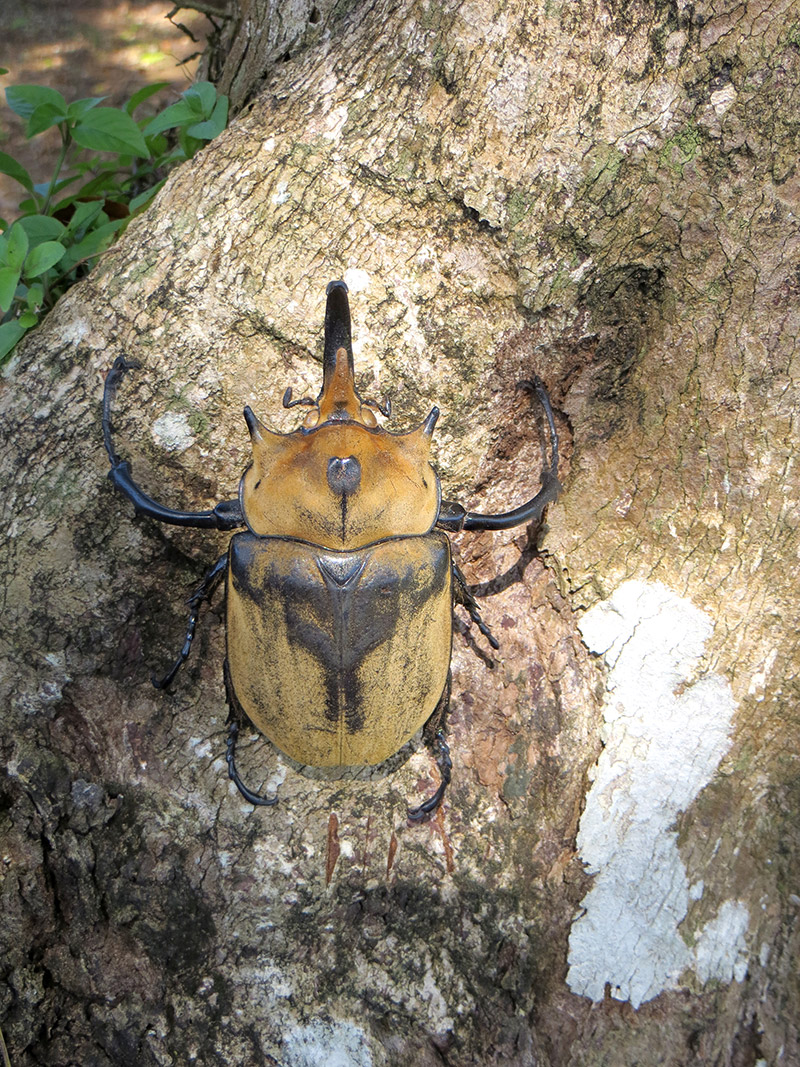Megasoma, el escarabajo neopanamax - Canal de Panamá - El Faro