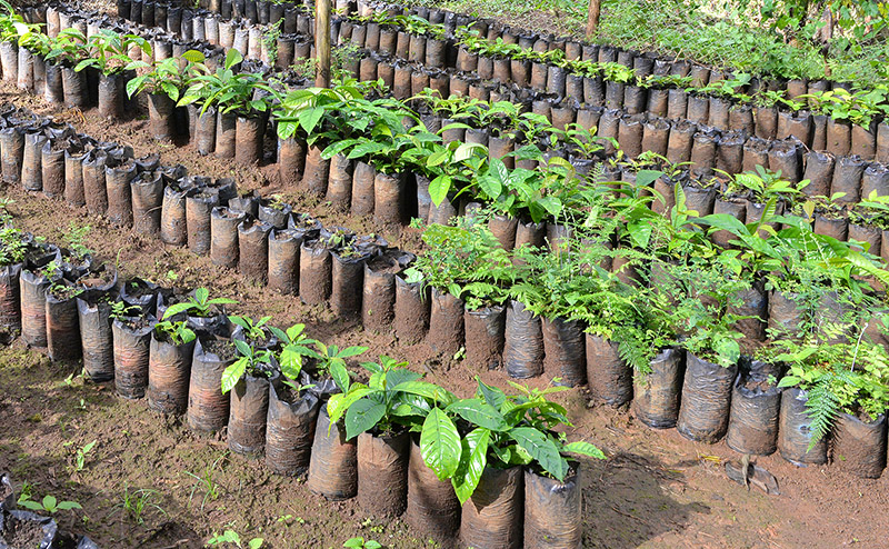 Plantones para proyectos de reforestación del Canal.