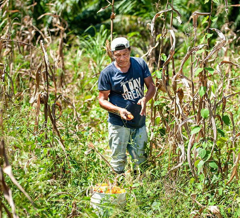 Siembra comunitaria en el corazón de Chilibre - El Faro - Canal de Panamá