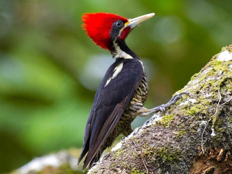 El Pájaro Carpintero Lineado - El Faro | Canal de Panamá