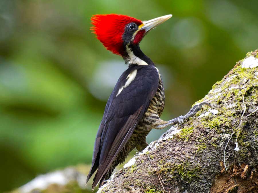 Pájaro Carpintero - Canal de Panamá