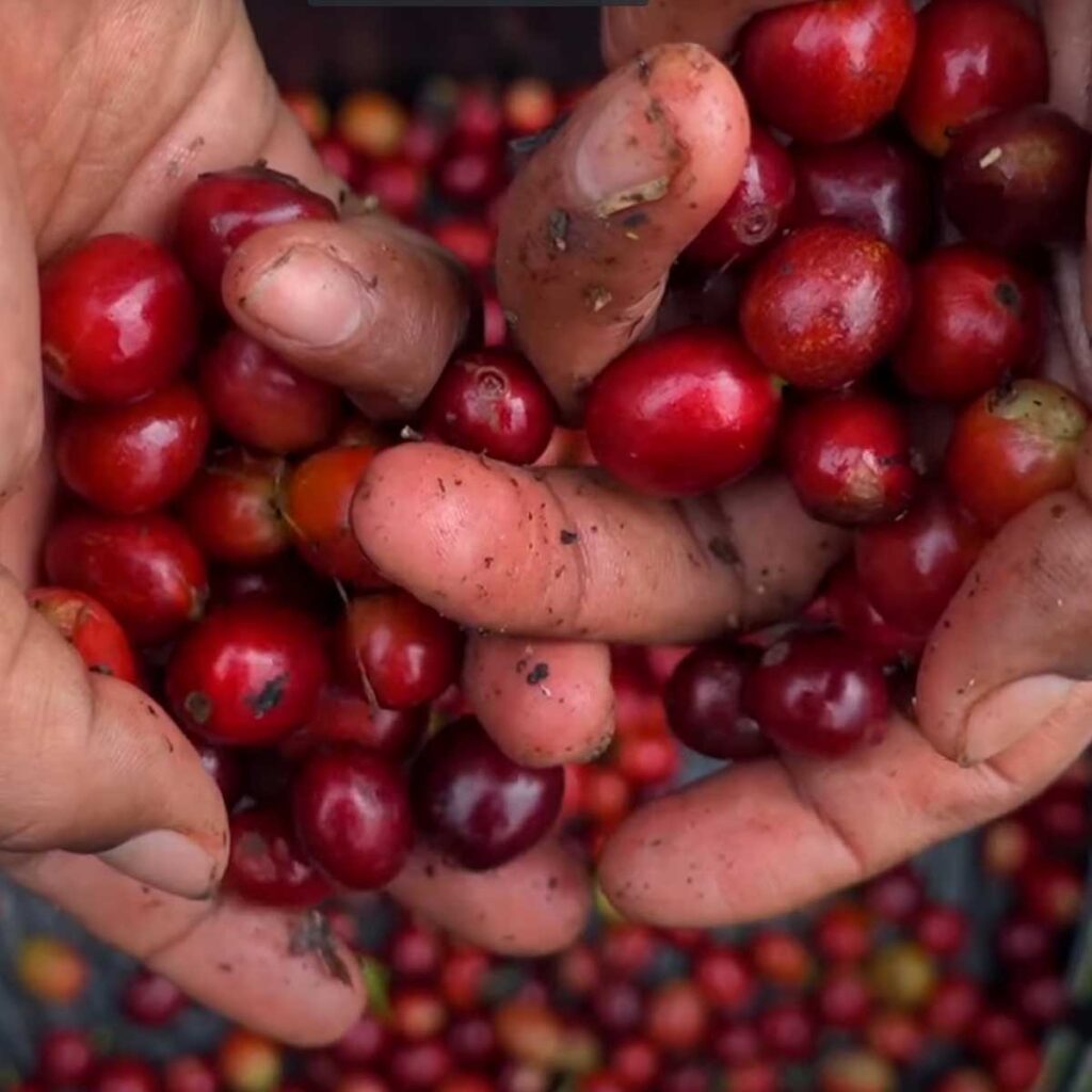 Cuencafé - Revista El Faro - Canal de Panamá