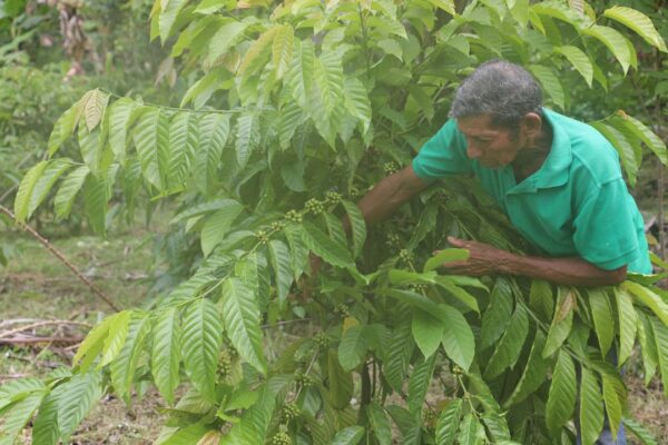 Premian al Mejor Productor de Agricultura Familiar 2022 - Canal de Panamá