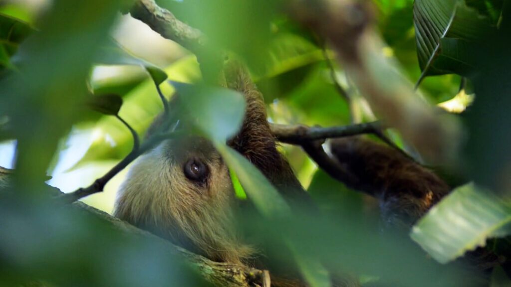 Programa de Protección y Vigilancia del Bosques - Canal de Panamá