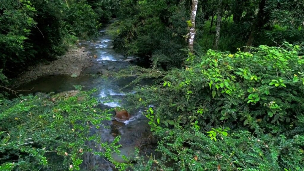 Programa de Protección y Vigilancia del Bosques - Canal de Panamá