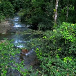 Programa de Protección y Vigilancia del Bosques - Canal de Panamá
