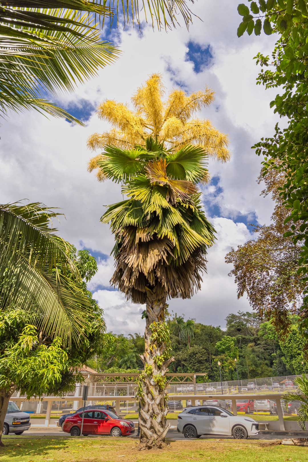 Talipot en flor - Canal de Panamá - Revista El Faro