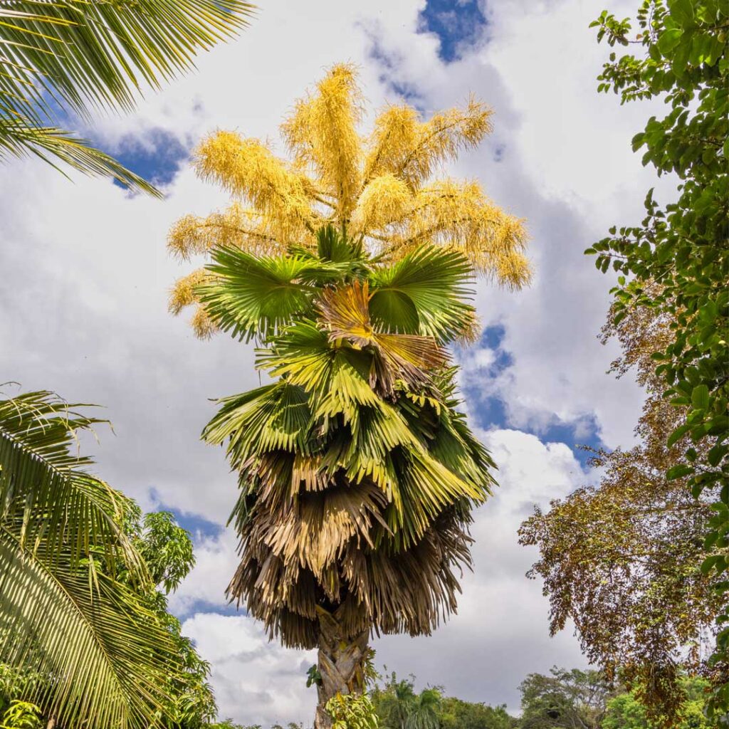 Talipot en flor - Revista El Faro - Canal de Panamá