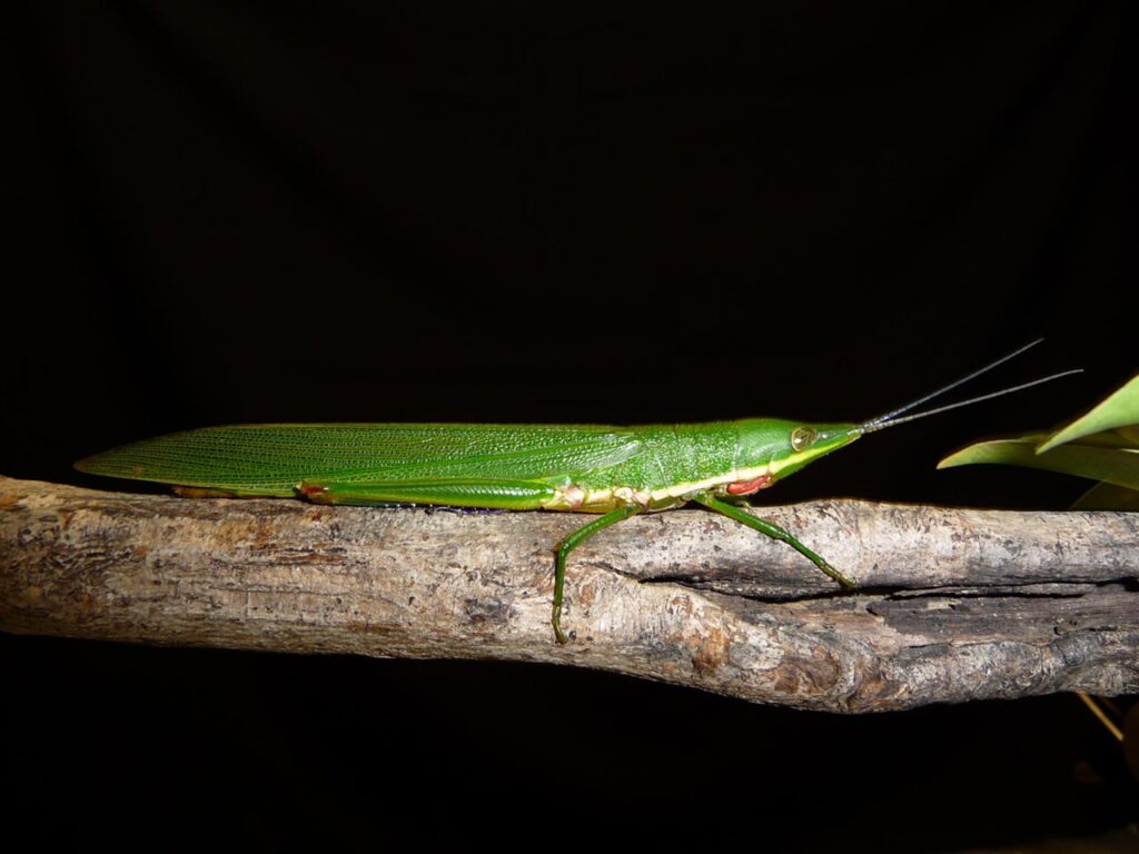 Grillos y saltamontes de los herbazales canaleros