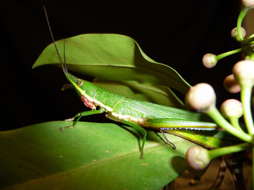 Grillos y saltamontes de los herbazales canaleros