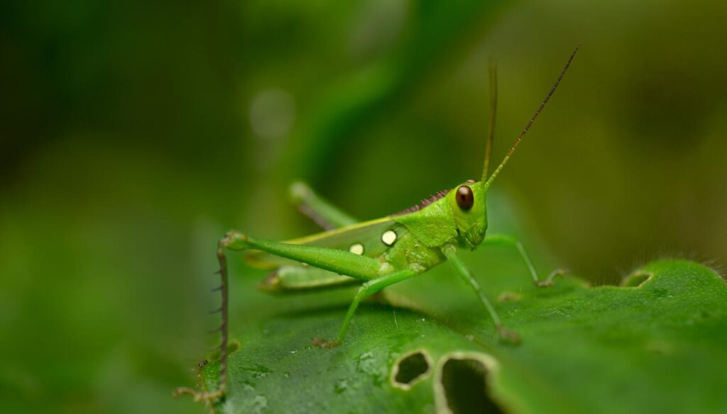 Grillos y saltamontes de los herbazales canaleros