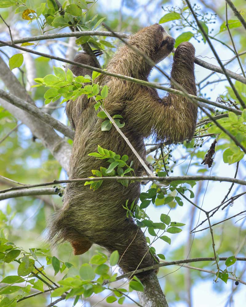 Perezoso de tres garras (Bradypus variegatus) transitando en bosques de galería en la Finca San José.