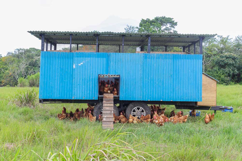 Galera móvil para gallinas de pastoreo en potrero de ganado.