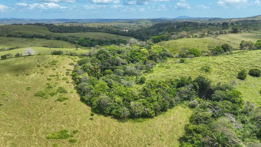 Vista área de bosques de galería a lo largo del río Caño Quebrado, en predios de Finca San José.