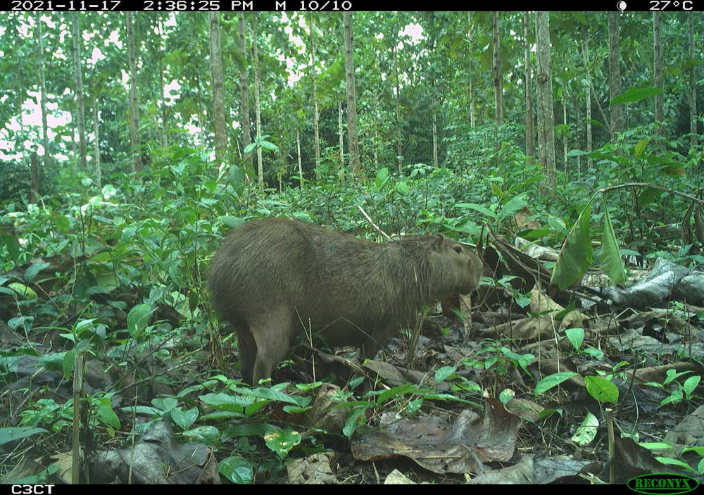 Capibara (Hydrochoerus isthmius) en plantaciones de teca.