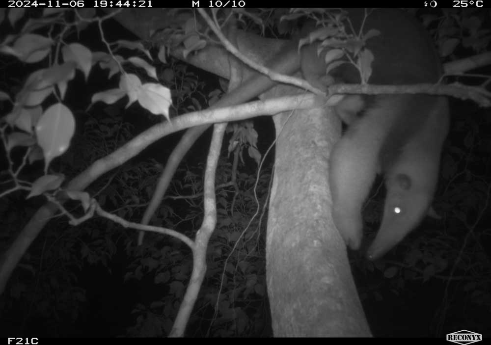 : Tamandua (Tamandua mexicana) captado a 20 metros de altura en bosques del sector oeste de la cuenca.